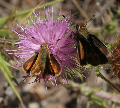 Woodland Skipper,Umber Skipper