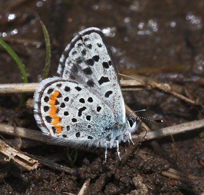 Rocky Mountain Dotted Blue