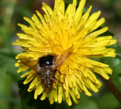 Dandelion bee fly