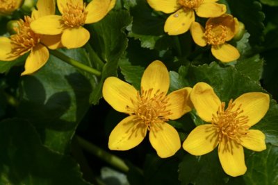 Marsh Marigold