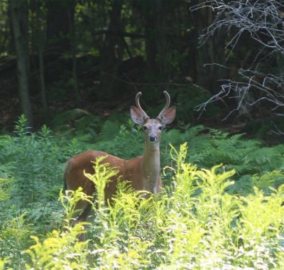 White-tailed deer