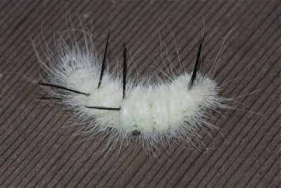 American Dagger Moth