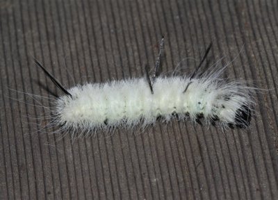 American Dagger moth