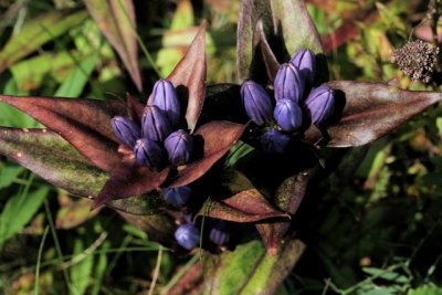 Closed Gentian