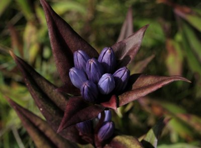 Closed Gentian