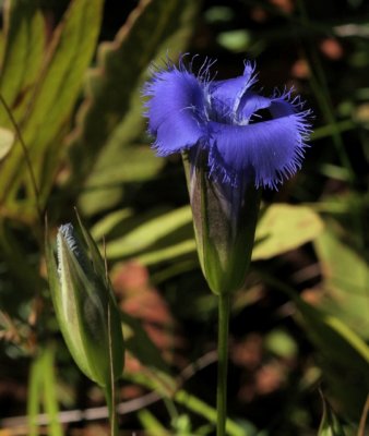 Frnged Gentian