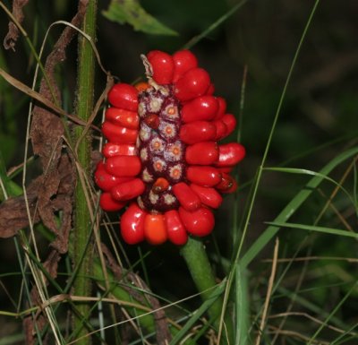 Jack in the pulpit