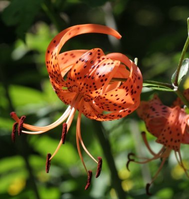 Tiger Lily