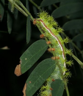 Io moth cat