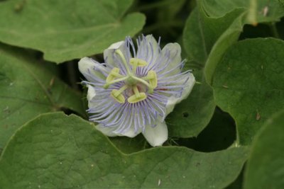 Passion Flower, Frit host