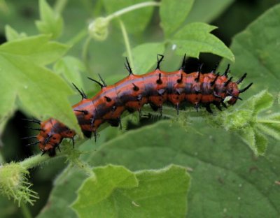 Variegated Frit cat