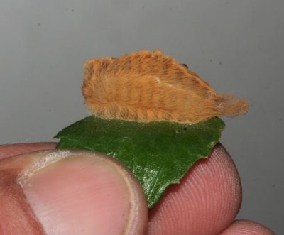 Puss Caterpillar, Southern Flannel Moth, coast Texas! Megalopyge opercularis