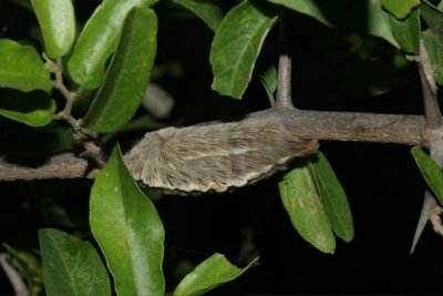 Black-waved Flannel Moth caterpillar, Megalopyge crispata, coast Texas