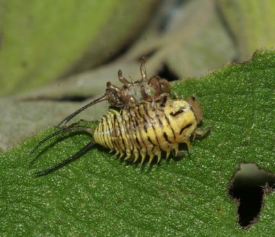 Beetle larva NABA