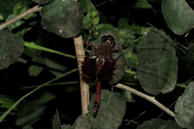 Red Saddlebags Texas