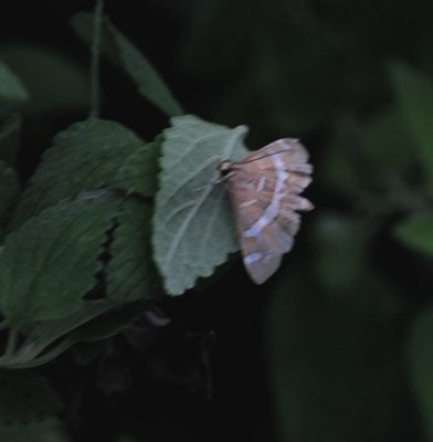  5170 Spoladea recurvalis, Hawiian Beet Webworm Moth, Texas