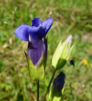 Fringed Gentian