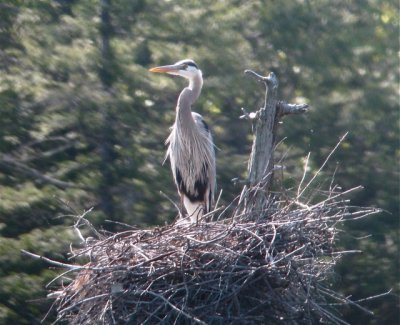 Great Blue Heron on Nest