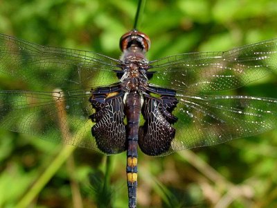 Black Saddlebags