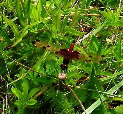 Calico Pennant