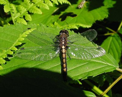 Dot-tailed Whiteface