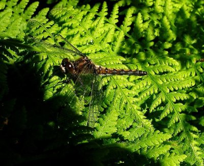 Dot-tailed Whiteface