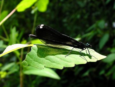 Ebony Jewelwing