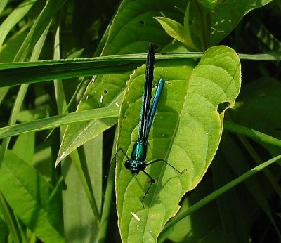 Ebony Jewelwing