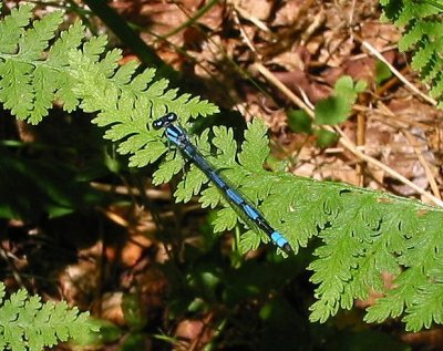 Familiar Bluet