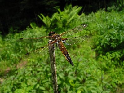 Four-spotted Skimmer