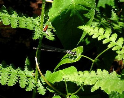 New England Bluet