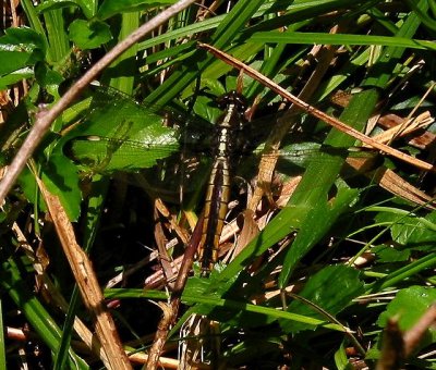 Spangled Skimmer