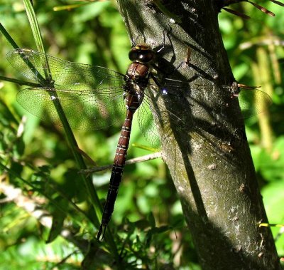 Swamp Darner