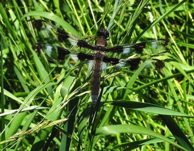 Twelve-spotted Skimmer