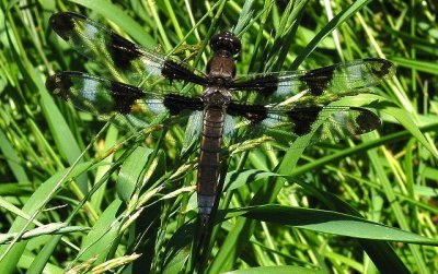 Twelve-spotted Skimmer