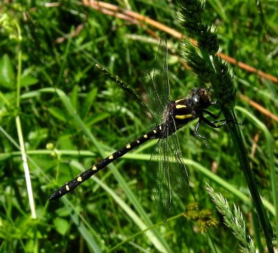 Twin-spotted Spiketail