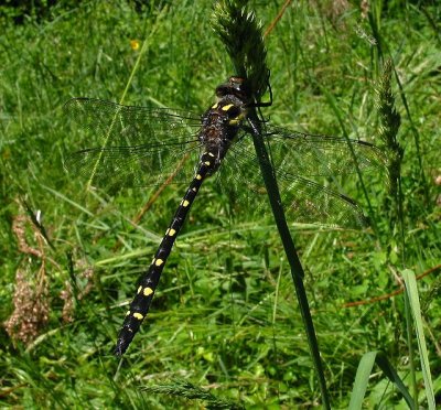 Twin-spotted Spiketail