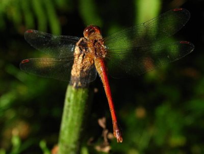 Yellow-legged Meadowhawk