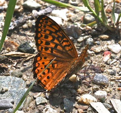 Atlantis Fritillary