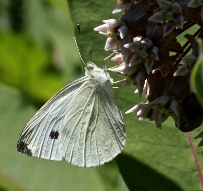 Cabbage White