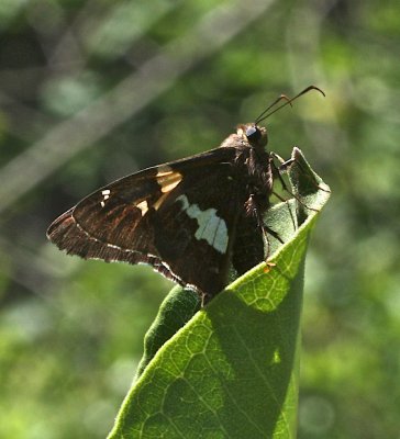 Silver-spotted Skipper