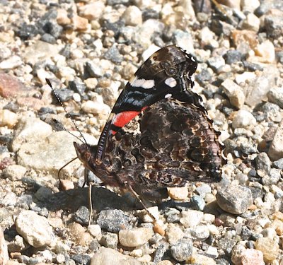 Red Admiral