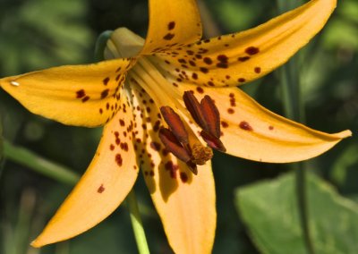 Canada Lily