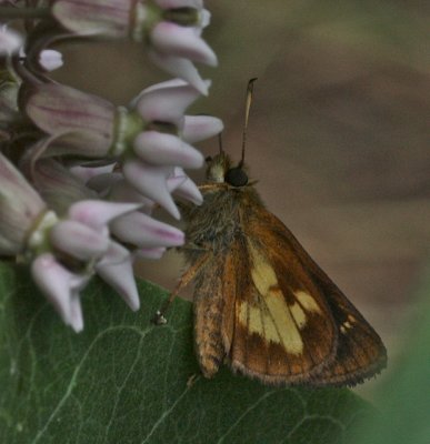 Mulberry Wing