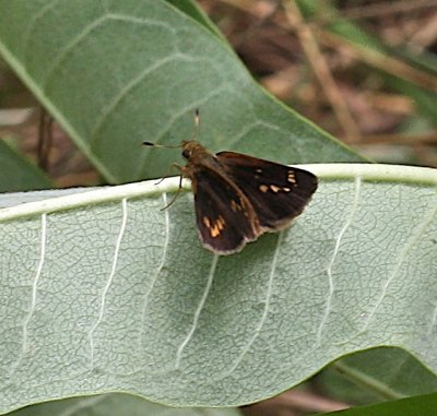 Mulberry Wing dorsal