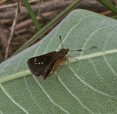 Mulberry Wing dorsal