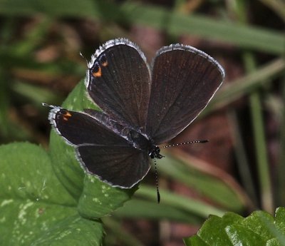 Eastern Tailed-Blue female