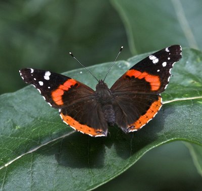 Red Admiral dorsal