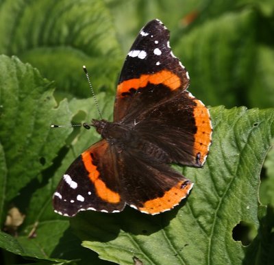 Red Admiral dorsal