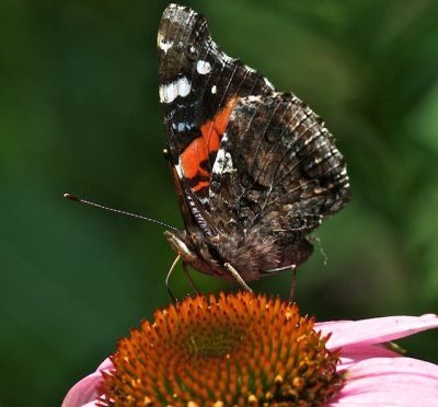 Red Admiral ventral